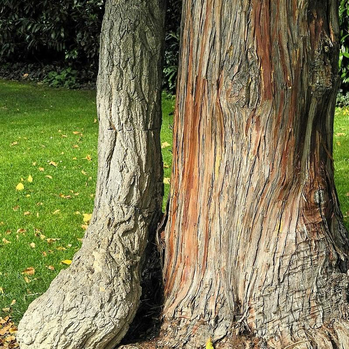 chamacyparis obtusa ~ Hinoki False Cypress-ServeScape