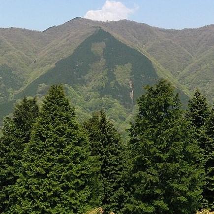 chamacyparis obtusa ~ Hinoki False Cypress-ServeScape