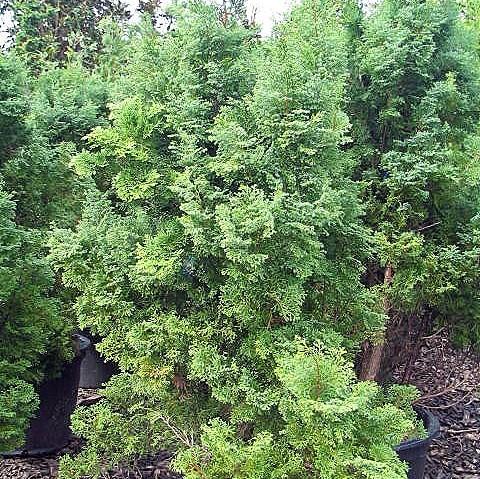 Chamaecyparis obtusa 'Compacta' ~ Compact Hinoki Cypress-ServeScape