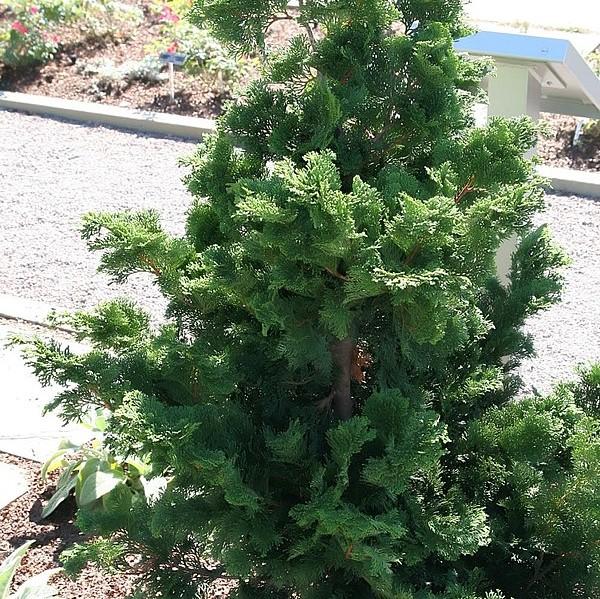 Chamaecyparis obtusa 'Compacta' ~ Compact Hinoki Cypress-ServeScape