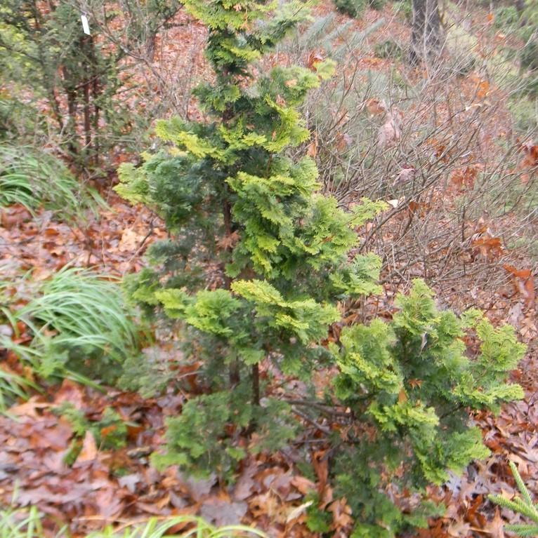 Chamaecyparis obtusa 'Confucius Gold' ~ Confucius Gold Hinoki Cypress-ServeScape