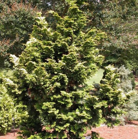 Chamaecyparis obtusa 'Confucius Gold' ~ Confucius Gold Hinoki Cypress-ServeScape