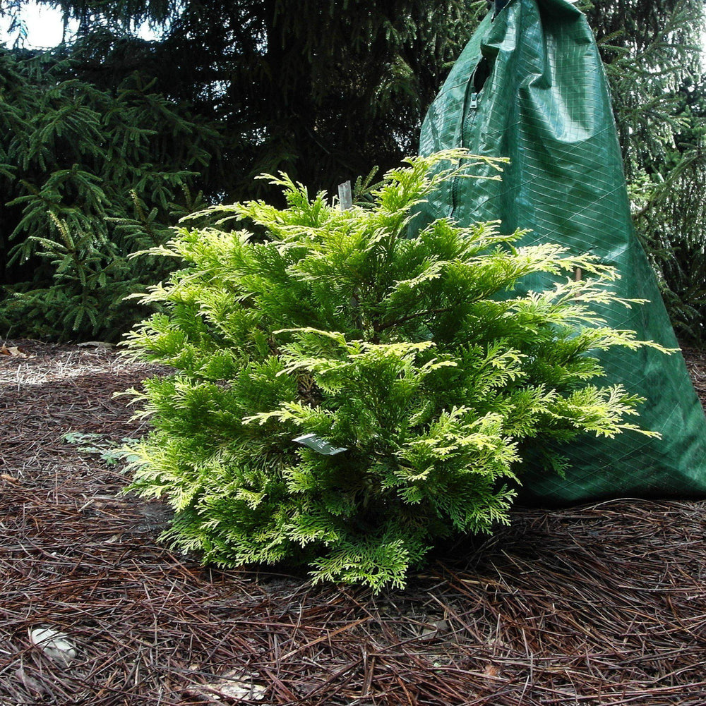 Chamaecyparis obtusa 'Crippsii' ~ Golden Hinoki False Cypress-ServeScape