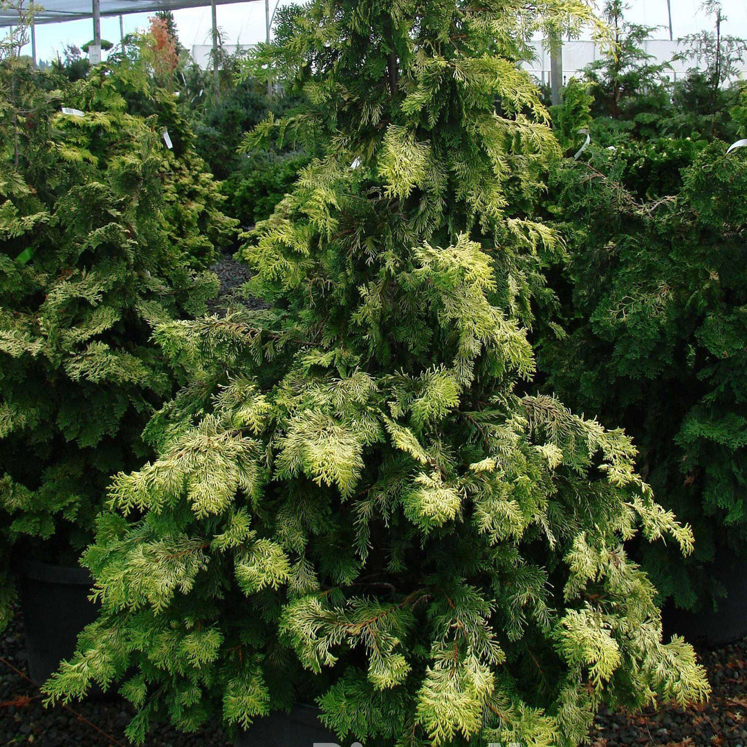 Chamaecyparis obtusa 'Crippsii' ~ Golden Hinoki False Cypress-ServeScape