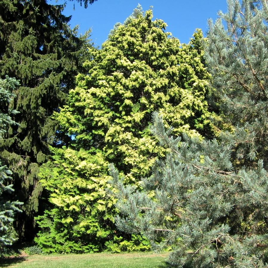 Chamaecyparis obtusa 'Crippsii' ~ Golden Hinoki False Cypress-ServeScape