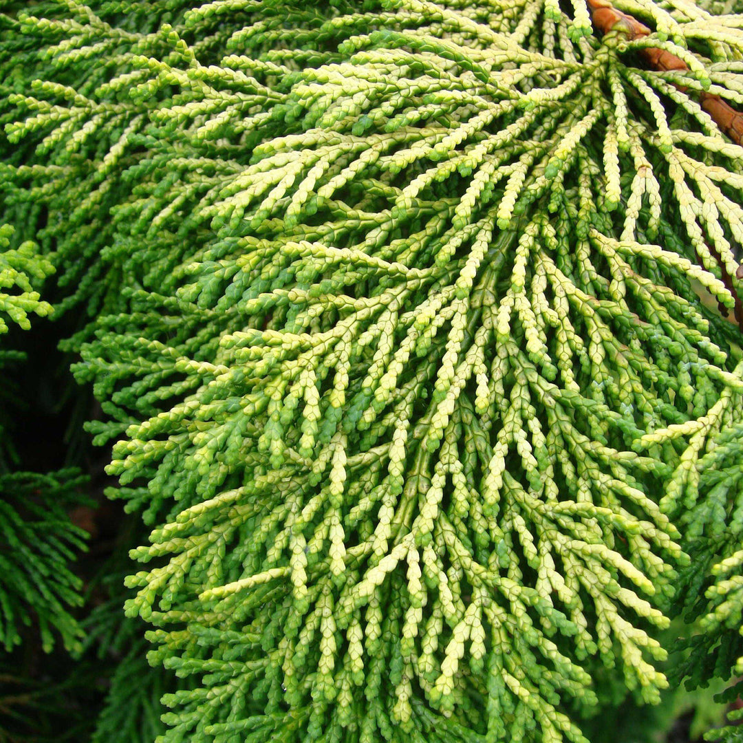 Chamaecyparis obtusa 'Crippsii' ~ Golden Hinoki False Cypress-ServeScape