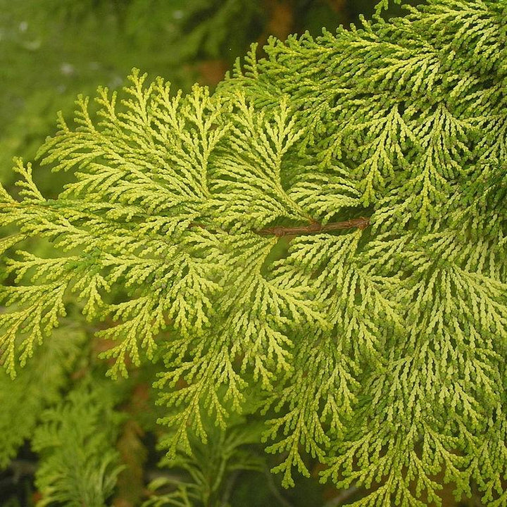 Chamaecyparis obtusa 'Crippsii' ~ Golden Hinoki False Cypress-ServeScape