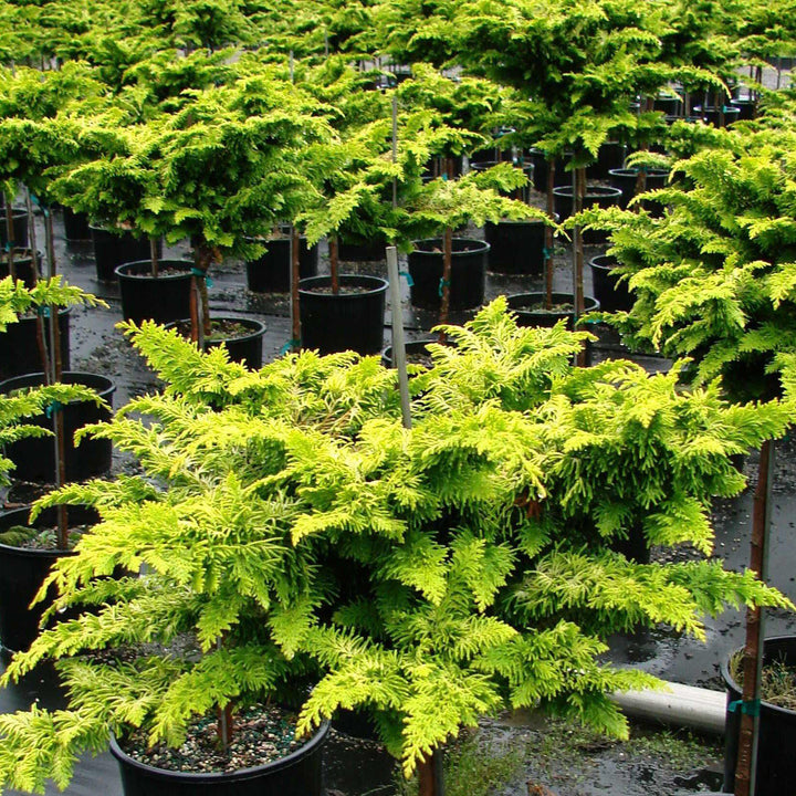 Chamaecyparis obtusa 'Filicoides Aurea'~ Golden Fernsprey False Cypress-ServeScape