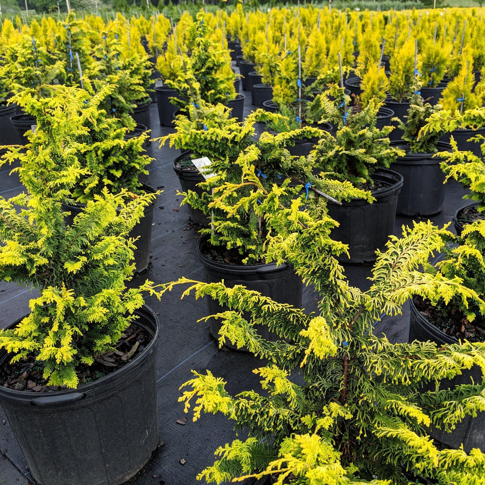 Chamaecyparis obtusa 'Filicoides Aurea'~ Golden Fernsprey False Cypress - Delivered By ServeScape