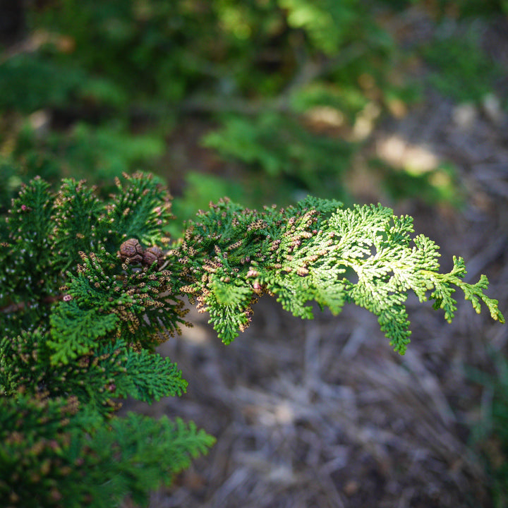 Chamaecyparis obtusa 'Filicoides' ~ Fernsprey False Cypress-ServeScape