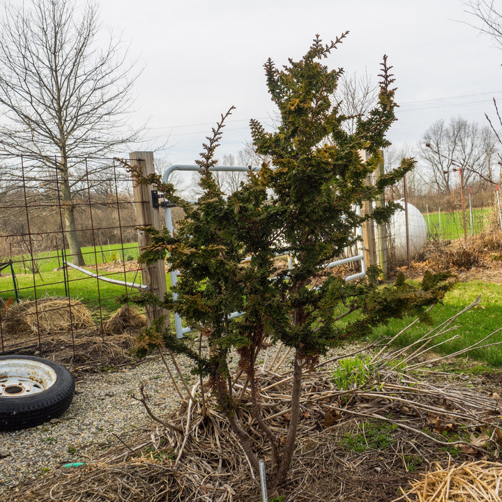Chamaecyparis obtusa 'Filicoides' ~ Fernsprey False Cypress-ServeScape