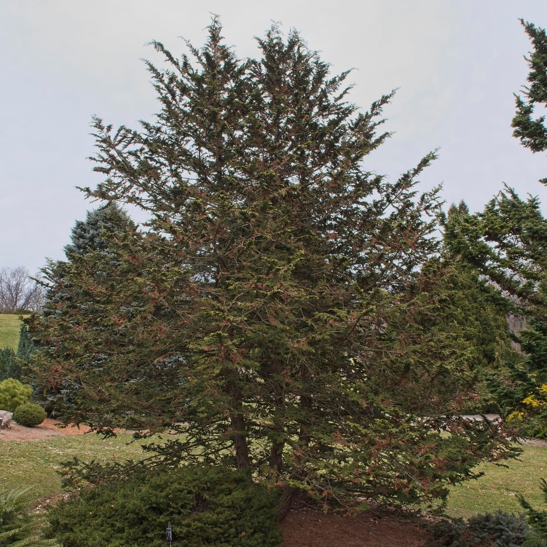 Chamaecyparis obtusa 'Filicoides' ~ Fernsprey False Cypress-ServeScape