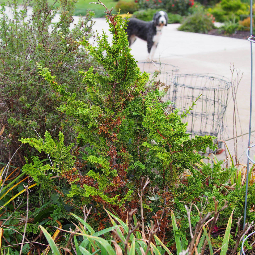 Chamaecyparis obtusa 'Filicoides' ~ Fernsprey False Cypress-ServeScape