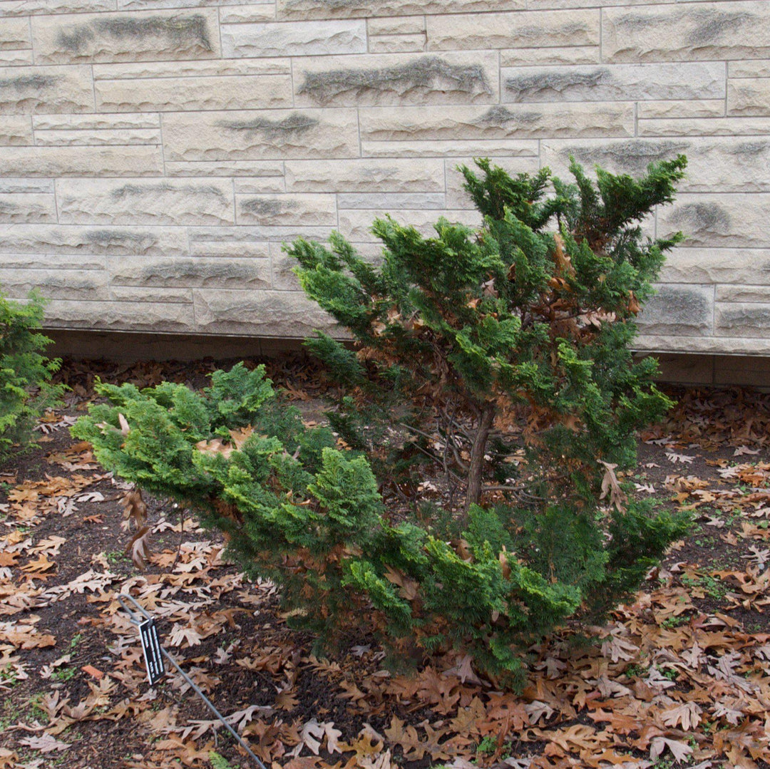 Chamaecyparis obtusa 'Gracilis' ~ Slender Hinoki False Cypress-ServeScape