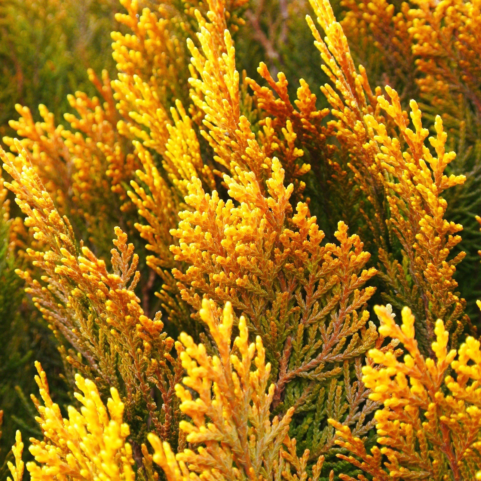 Chamaecyparis obtusa 'Lucas' ~ Lucas False Cypress-ServeScape