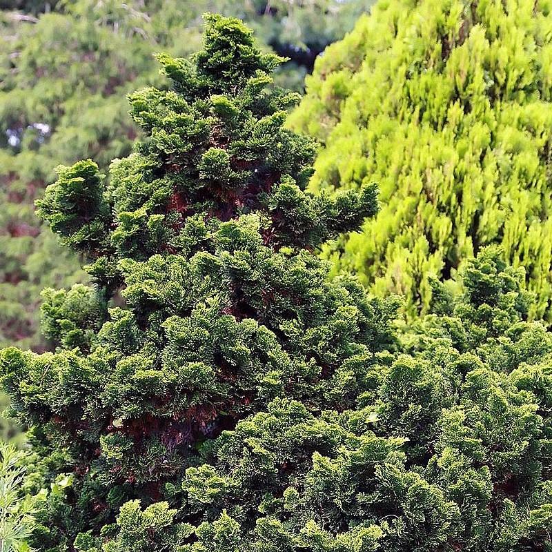 Chamaecyparis obtusa 'Nana Gracilis' ~ Nana Gracilis Hinoki Cypress-ServeScape