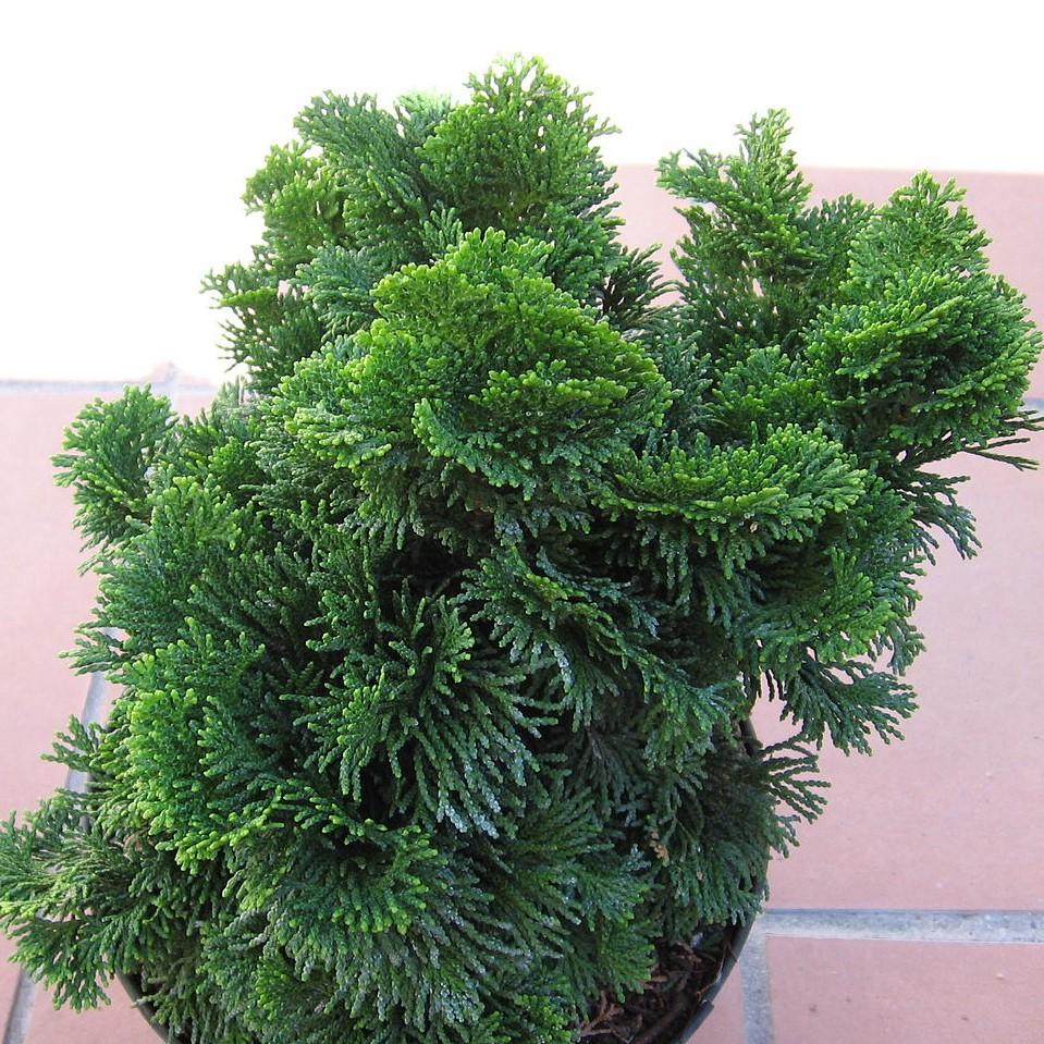 Chamaecyparis obtusa 'Nana Gracilis' ~ Nana Gracilis Hinoki Cypress-ServeScape