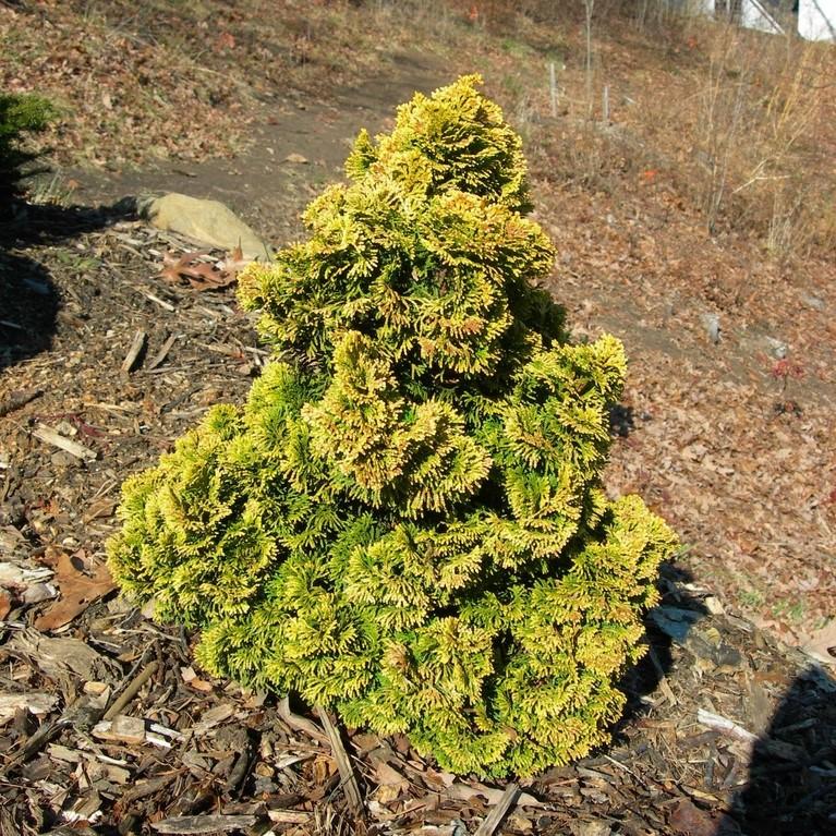 Chamaecyparis obtusa 'Nana Lutea' ~ Nana Lutea Hinoki Cypress-ServeScape