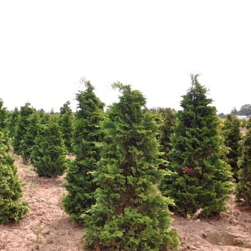 Chamaecyparis obtusa 'Southern Lace' ~ Southern Lace False Cypress-ServeScape