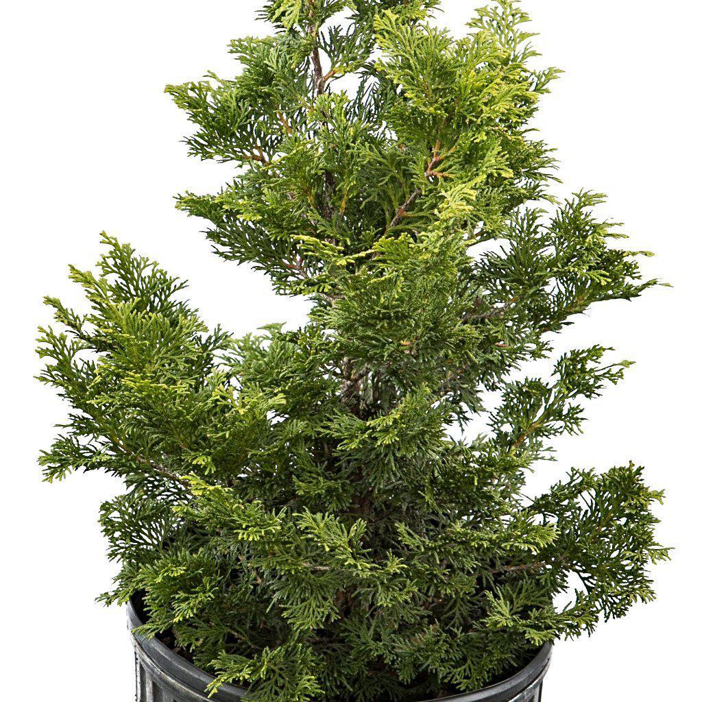 Chamaecyparis obtusa 'Southern Lace' ~ Southern Lace False Cypress - Delivered By ServeScape