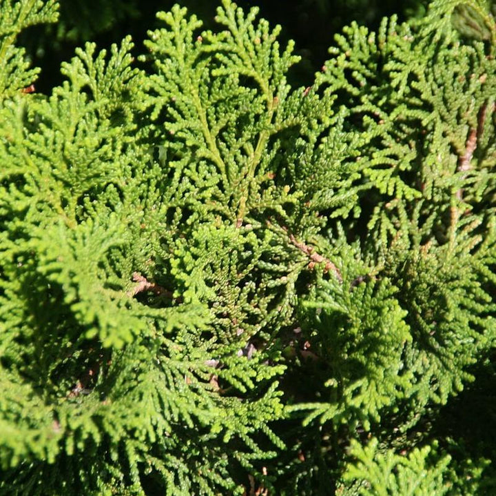 Chamaecyparis obtusa 'Templehof' ~ Templehof False Cypress-ServeScape