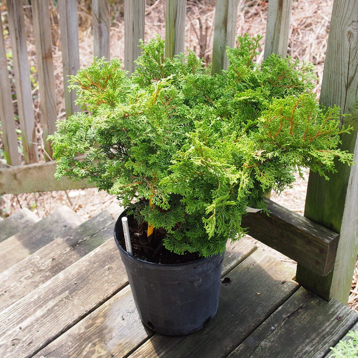 Chamaecyparis obtusa 'Templehof' ~ Templehof False Cypress-ServeScape