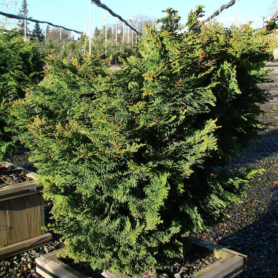 Chamaecyparis obtusa 'Templehof' ~ Templehof False Cypress-ServeScape