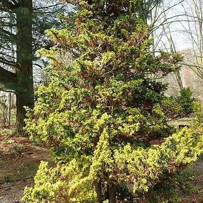 Chamaecyparis obtusa 'Tetragona Aurea' ~ Golden Fernleaf Cypress - Delivered By ServeScape