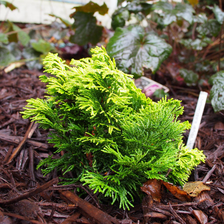 Chamaecyparis obtusa 'Verdonii' ~ Verdonii Hinoki Cypress-ServeScape
