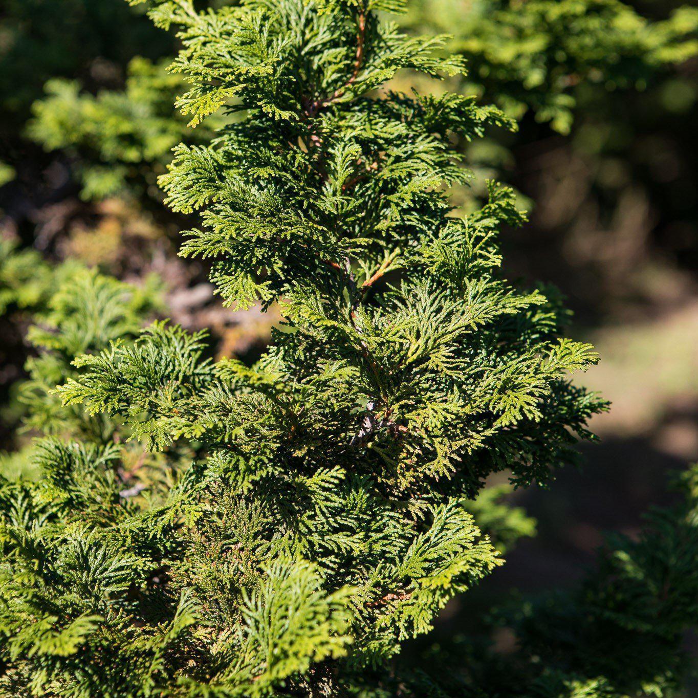 Chamaecyparis obtusa 'Wells Form' ~ Hinoki False Cypress - Delivered By ServeScape