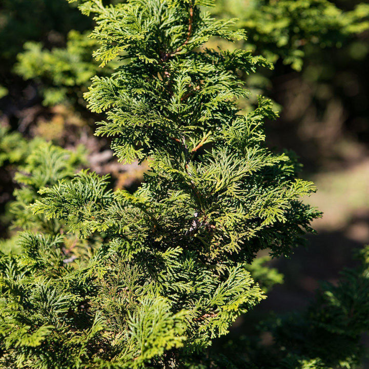 Chamaecyparis obtusa 'Wells Form' ~ Hinoki False Cypress - Delivered By ServeScape