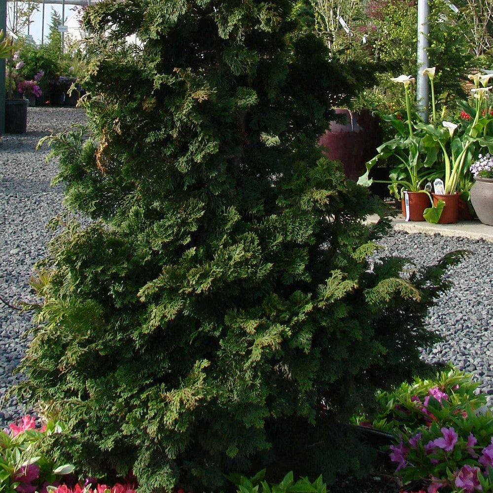 Chamaecyparis obtusa 'Wells Special' ~ Wells Special Hinoki-ServeScape