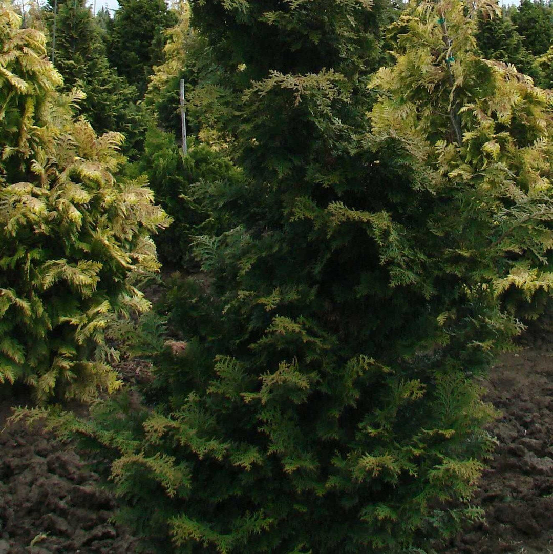 Chamaecyparis obtusa 'Wells Special' ~ Wells Special Hinoki-ServeScape