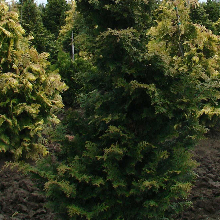 Chamaecyparis obtusa 'Wells Special' ~ Wells Special Hinoki-ServeScape