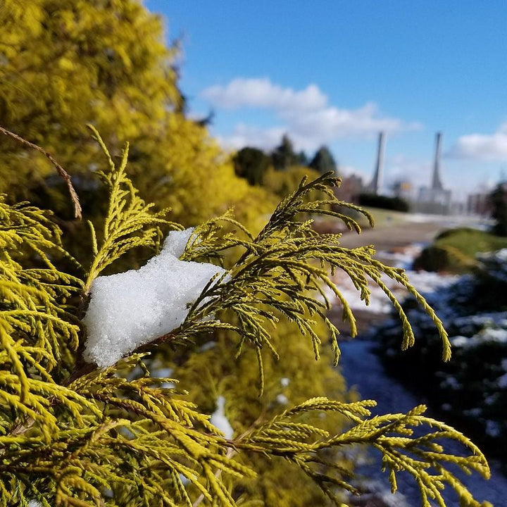 Chamaecyparis pisifera 'Aurea' ~ Golden Sawara Cypress-ServeScape