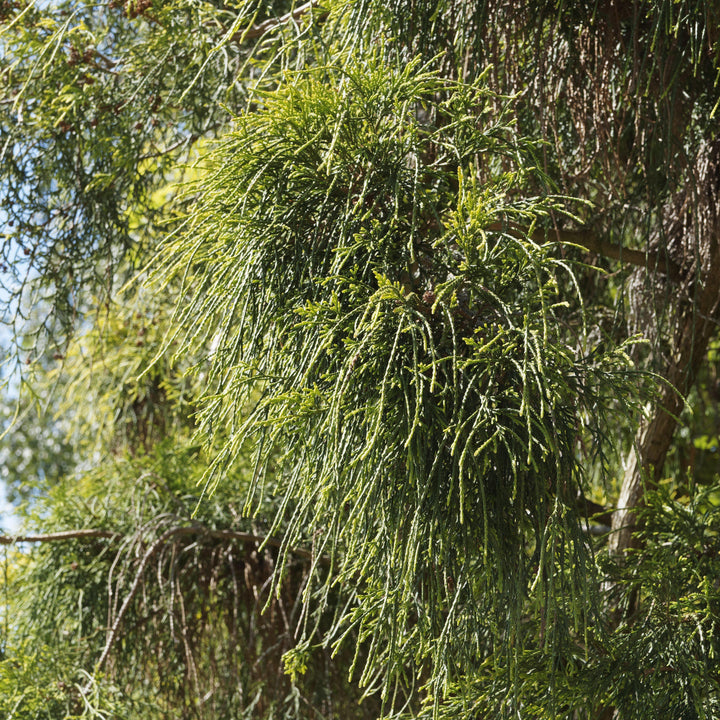 Chamaecyparis pisifera 'Aurea' ~ Golden Sawara Cypress-ServeScape