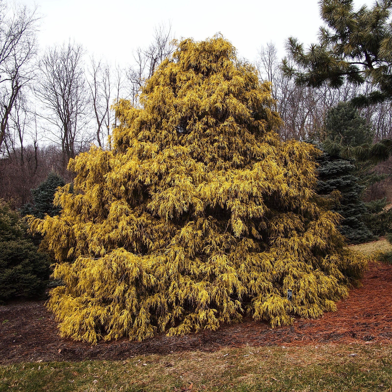 Chamaecyparis pisifera 'Aurea' ~ Golden Sawara Cypress-ServeScape