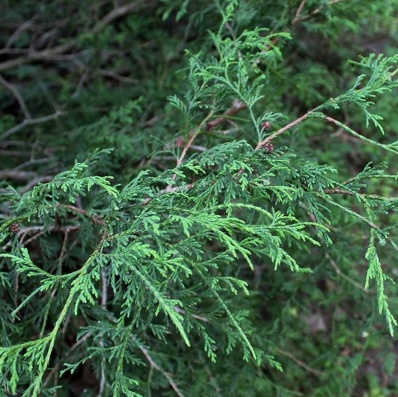 Chamaecyparis pisifera ''Filifera' ~ Filifera Threadbranch Cypress-ServeScape
