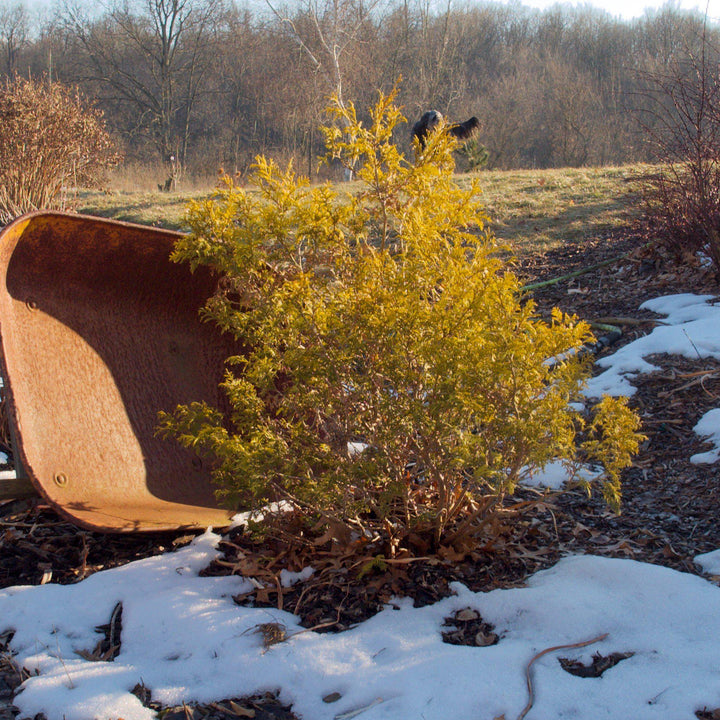 Chamaecyparis pisifera 'Golden Mop' ~ Golden Mop False Cypress-ServeScape