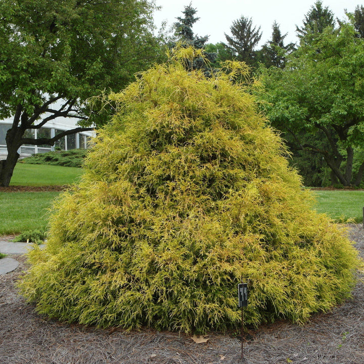 Chamaecyparis pisifera 'Golden Mop' ~ Golden Mop False Cypress-ServeScape