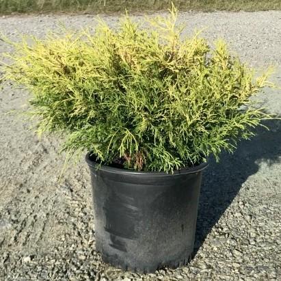 Chamaecyparis pisifera 'Golden Mop' ~ Golden Mop False Cypress - Delivered By ServeScape