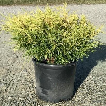 Chamaecyparis pisifera 'Golden Mop' ~ Golden Mop False Cypress - Delivered By ServeScape