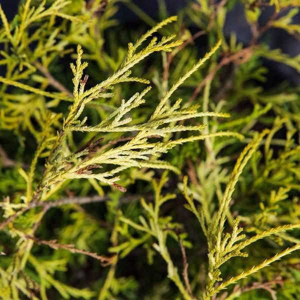 Chamaecyparis pisifera 'Golden Mop' ~ Golden Mop False Cypress - Delivered By ServeScape