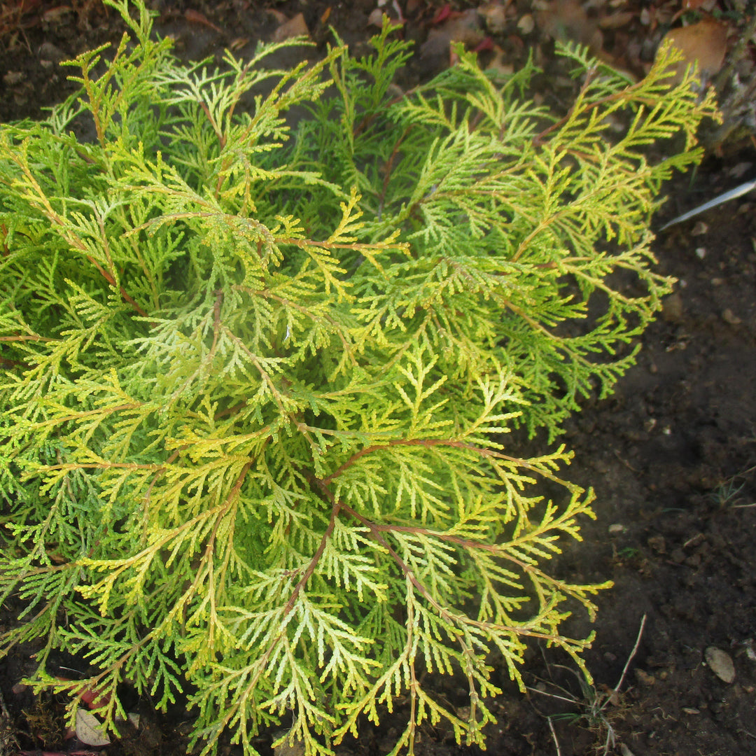 Chamaecyparis pisifera 'King's Gold' ~ King's Gold Falsecypress-ServeScape