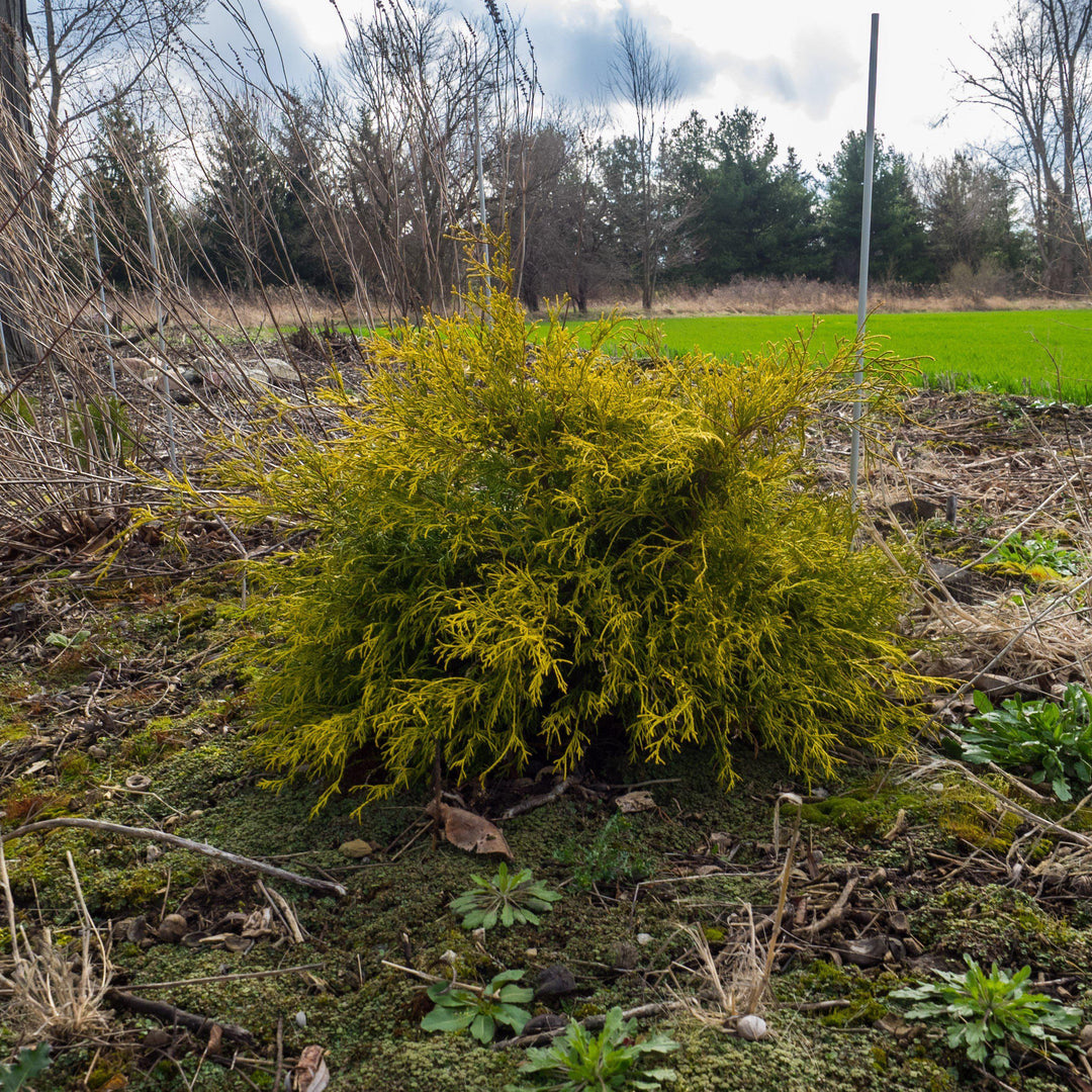 Chamaecyparis pisifera 'Sungold' ~ Sungold Thread-Branch Cypress-ServeScape