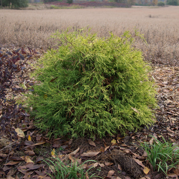 Chamaecyparis pisifera 'Sungold' ~ Sungold Thread-Branch Cypress-ServeScape