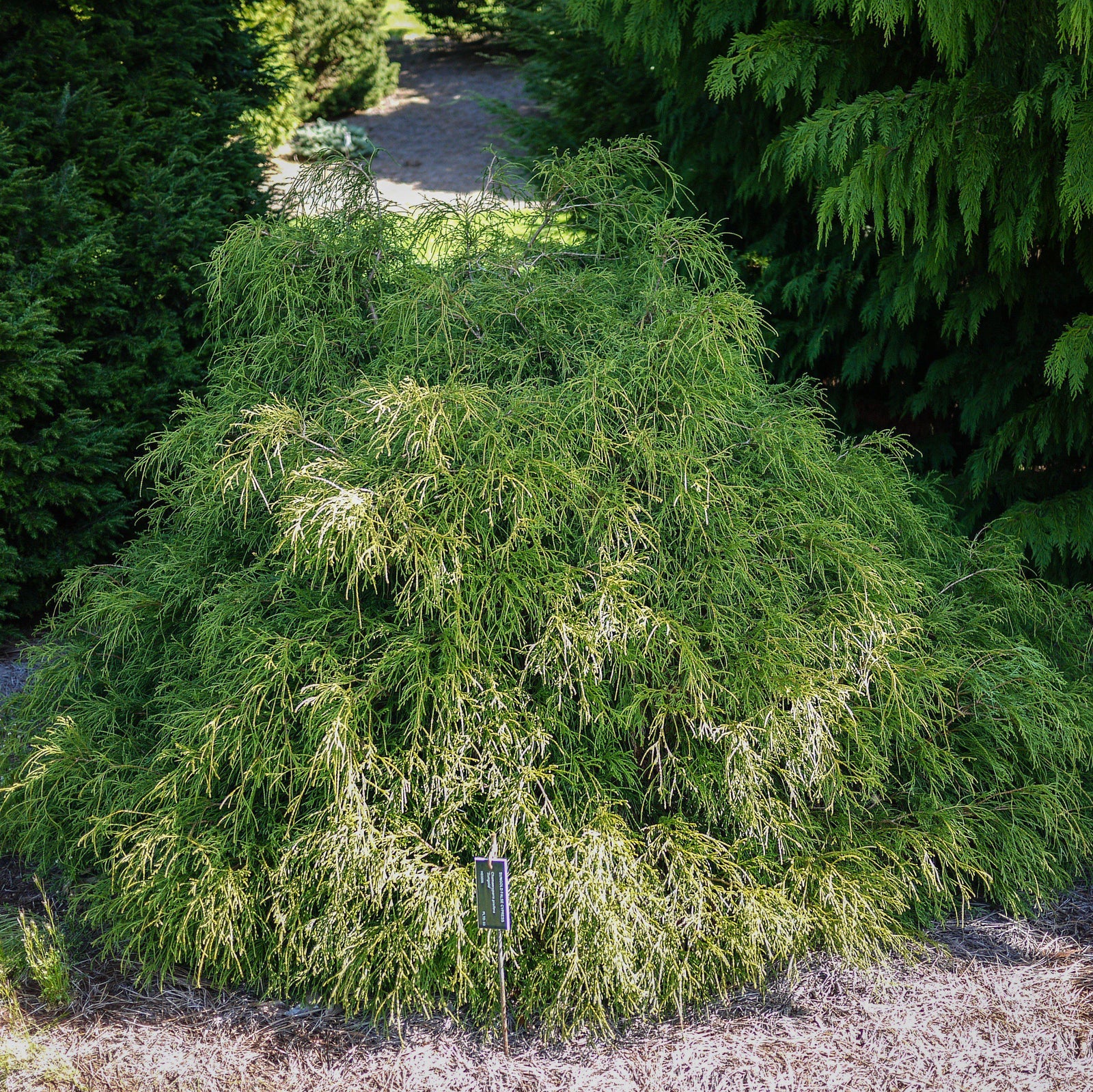 Chamaecyparis pisifera 'Sungold' ~ Sungold Thread-Branch Cypress-ServeScape