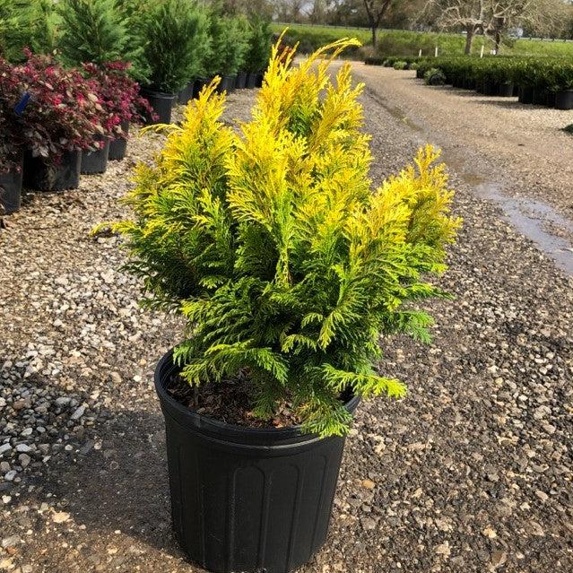 Chamaecyparis obtusa 'Crippsii' ~ Golden Hinoki False Cypress-ServeScape