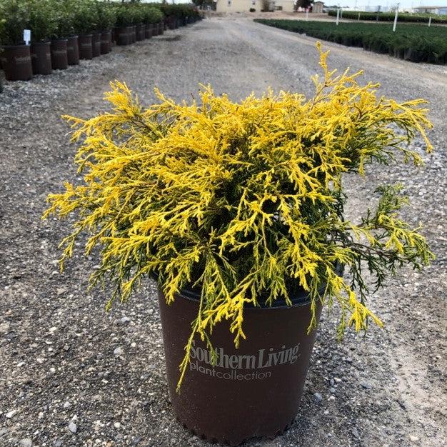 Chamaecyparis pisifera 'Paul's Gold' ~ Paul's Gold Threadbranch Cypress-ServeScape