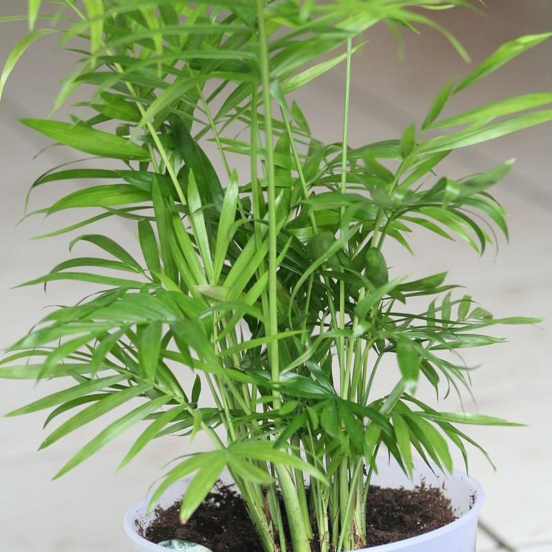 Chamaedorea elegans ~ Parlor Palm, Miniature Palm-ServeScape